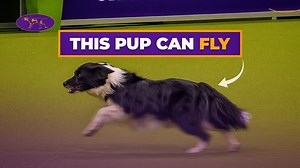 Is This The Fastest Dog Of All-Time?