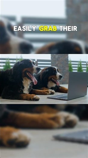 Why Do Dogs Watch TV 🐶 The Real Reason #dogfacts#dogbehavior#animalfacts#doglovers#petfacts