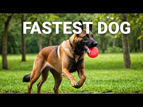 Testing the Belgian Malinois: The Fastest Dog Breed