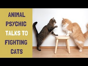 Animal Psychic Talks To Fighting Cats | Animal Communicator | Susie Shiner