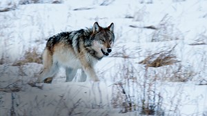 Una manada, liderada por la pareja de macho y hembra alfas, se mueven por el parque en búsqueda de su próxima comida #LaVidaEnYellowstone | Animal Planet Latinoamérica