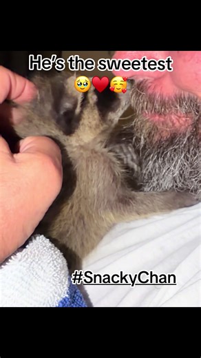 #SnackyChan #cute #beard #raccoonsoftiktok #sweet