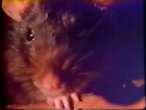 Willard / Ben - Double Feature, 1971 | Horror Ads