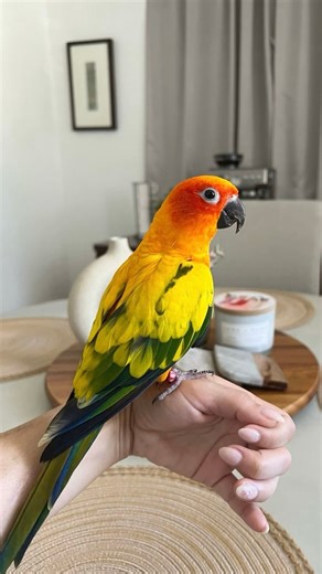 It’s National Bird Day 🦜 From first chirp to lifelong care, birds need more than just a pretty perch. Explore our Pet Owner Guide to Caring for a Bird and give your feathered friend the happy, healthy home they deserve. https://www.petsupermarket.com/bird-care.html | Pet Supermarket