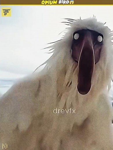 Opium Bird😱