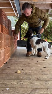 Some foundation training with our sprocker spaniel Elder. | Gritty K9