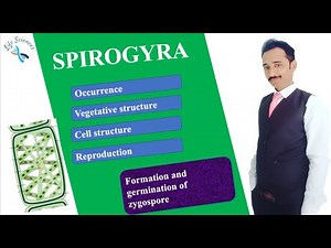 Formation and germination of zygospore in Spirogyra