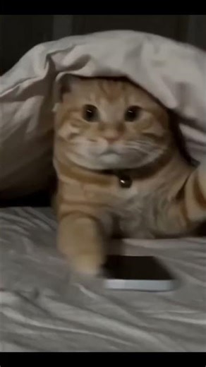 cat sleep when malkin coming....#shortsviral #shortvideo #catshorts #cats