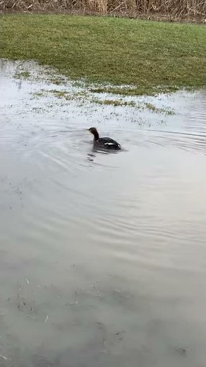 Merganser into the Wild to Celebrate National Wetlands Day