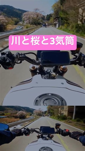 Rivers, Cherry Blossoms, and a Three-Cylinder | YAMAHA XSR900