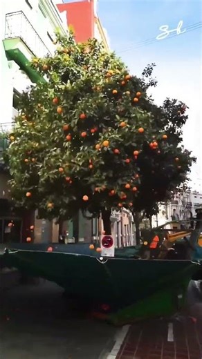 Smooth Automated Citrus Picking.#shorts #rurallife #machine