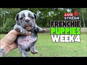 Professional Frenchie Breeder in Florida | WEEK 4 Update French Bulldog Puppies