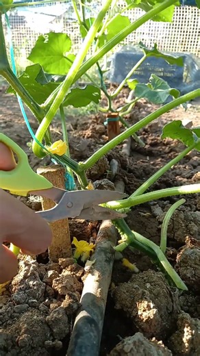 🥒 Cucumber Plant: Pruning Bottom #garden #cucumber #gardening