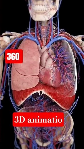 "3D Human Anatomy Animation | Full Body Organs Explained | Medical Learning for Students & Nurses