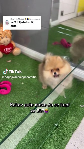 Replying to @Mirsad ⚜️🇧🇦 #fyp