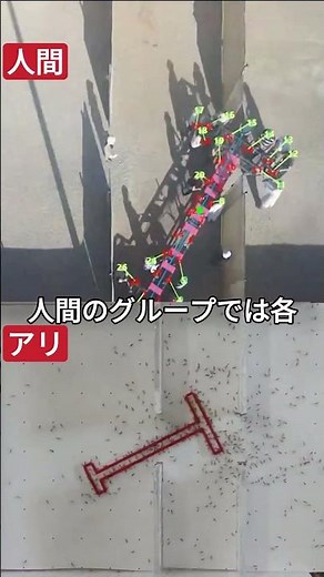 Ants vs. humans: problem-solving skills