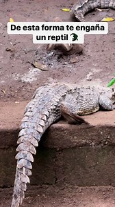 160K views · 557 reactions | Me ponen de nervios  #cocodrilo #caiman #reptiles | Inside. | Facebook