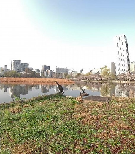🌸【春の不忍池辯天堂〜不忍蓮見広場を散歩してみた（8K VR180）】第零章📺本編はVR180の8Kバージョンで公開中！→🌸[Shinobazu Pond Bentendoを押して‼