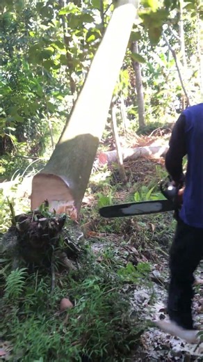 rantai baru vs randu