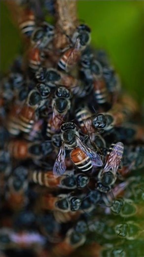 The dwarf honey bee, Apis florea #shorts #insects #honeybee