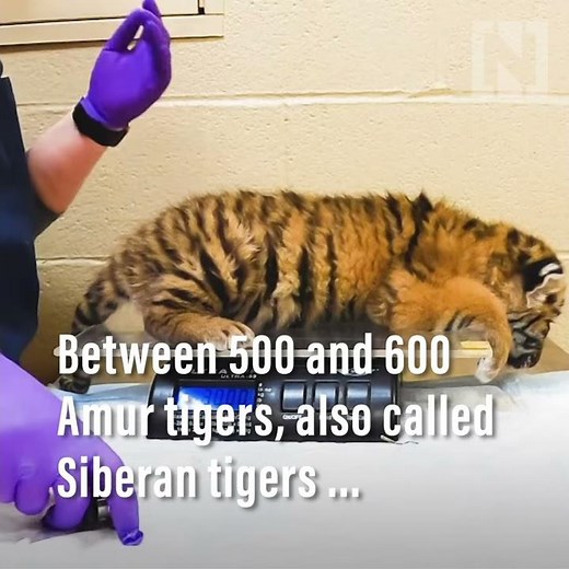 Rare Amur tiger cubs born at Ohio zoo