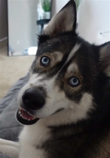 Smart Dogs Understanding English