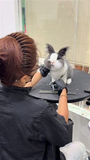 Nuôi thỏ Angora: Giá hiện nay và review chăm sóc cơ bản
