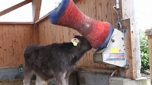Young Cow So Enjoying An Electric Cow Brush | Homestead Survival