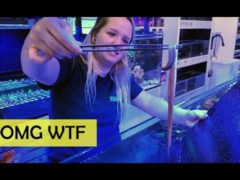 Is this the biggest Bristleworm ever ?