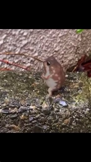 devoisfreed (@devinu)’s videos with original sound - devoisfreed