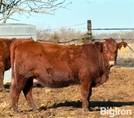 9) Red Angus 1st Calf Bred Heifers (BID PER HEAD) | Livestock