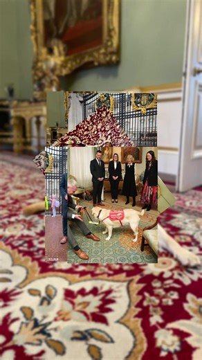 Last week, Medical Alert Assistance Dog in training, Freddy, showed off his royal etiquette and public access training during a meeting with our Patron and his namer, Her Majesty The Queen. #medicaldetectiondogs #thenoseknows #dogsoftiktok #fyp #theroyalfamily