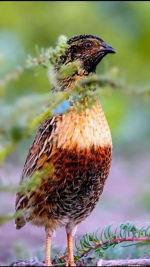 beautiful quail 😱 cute quail #birds #quail #batair
