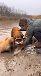 Unbelievable rescue! Saving a dog from a giant fish! 🐶🐟😱 #Hero #DogRescue #Nature #Viral | Nin Fishing