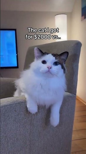 @ragdollmikki: my adopted cat keeps fighting the expensive one!!😆 #cat #catlover #kitty