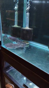 Ohio Fish Rescue on Reels