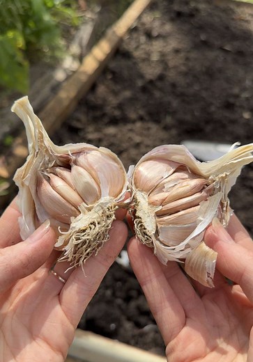 How to Grow Garlic: Easy Autumn Planting
