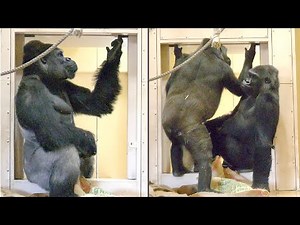 Gorillas Try To Fix The Door Using Tools | The Shabani Family