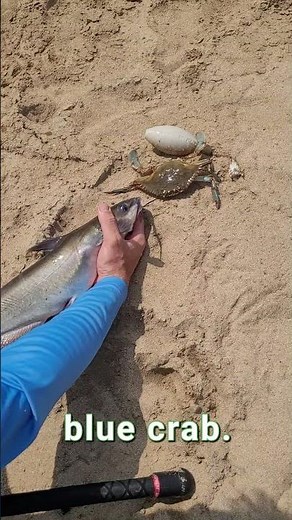 Do You Use Blue Crabs For Catfish Bait? The Best Secret Bait For Channel & Blue Catfish: FATKAT RIGS