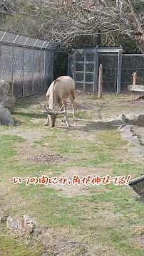 一気に伸びたね。#シフゾウ#安佐動物公園 #zoo #動物園 #アスカ#貴重#野生では絶滅#穏やか