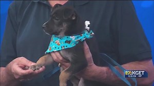 Pet of the Week: Poppy