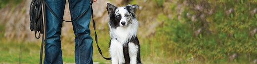 Group Dog Training in Marlborough, MA - Life is dog