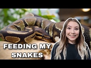 Feeding My Snakes! How I Feed Them + Snake Feeding Information!