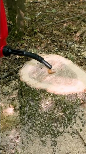 Watch This Stump Disappear in 3 Minutes!