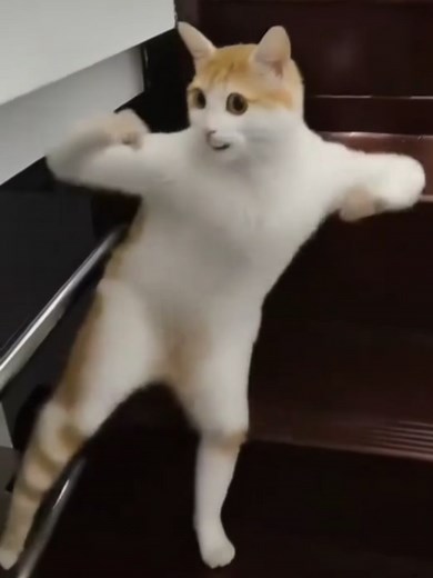 Japanese Bobtail Cats: A Vibe Performance