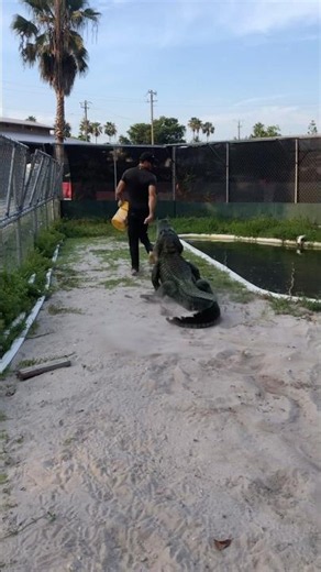 Act like prey, you are prey #gator #alligator