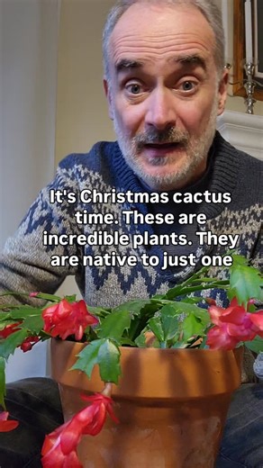 A convergence of wild biodiversity and colonial horticultural trade. And, a result of the endless love that hummingbirds have for nectar and red blooms! The genus name is Schlumbergera, a moniker given in 1858 by a French botanist, Charles Antoine Lemarie in honor of an aristocratic collector of cacti, Frederc Schlumberger, a nomenclatural history that further demonstrates the transcontinental history of colonial love of these plants. The local Brazilian name is Flor de Maio (other species also 