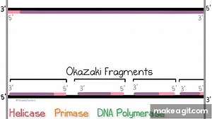 DNA Replication (Updated) on Make a GIF