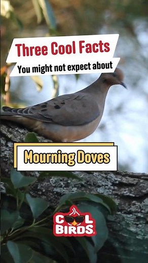Three Cool Mourning Doves Facts 🕊️