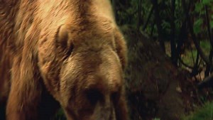 A man thought the worst was over after a mama bear finished attacking him in the woods. Little did he know that she wasn't done with him yet. | Animal Planet